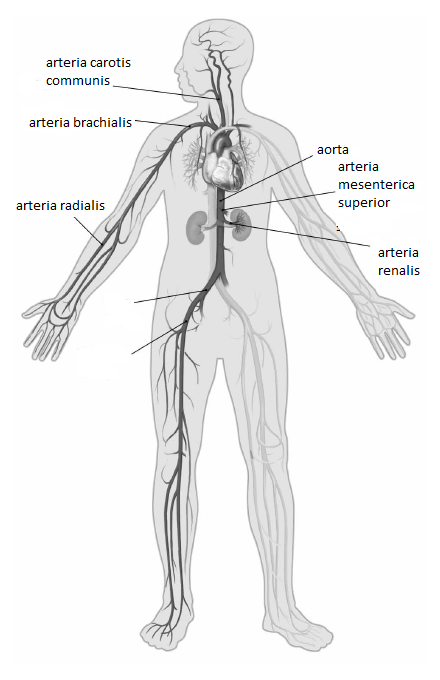 Artériás rendszer